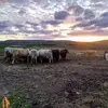 Donald_MacLellan - @donald_maclellan - TikTok