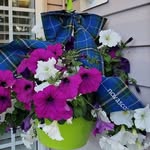 Donna MacLellan - @donna.maclellan - Instagram