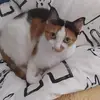Don Mausi - @don.mausi - TikTok