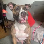 Maxi Cortés - @don_maxi_el_pitbull - Instagram