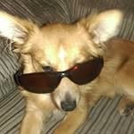 Don Mccall - @dougle_the_dog_in_london - Instagram