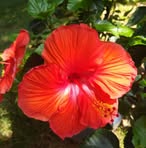 Donna McDuff - Facebook