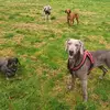 Donnasdoggies🐕🐶🐶📸 - @donnamcgovern56 - TikTok