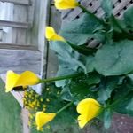 Donna Mellott - @donnamellott1956 - Instagram