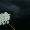 donna_milam69 - @donna_milam69 - TikTok