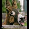 MontiDeDonkey - @donkarlomontemantare - TikTok