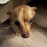 Don Moose - @moonpie.moose - Instagram