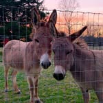 Clementine & Rolo - @donkeys_of_mulberry_farm - Instagram