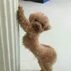 Dont_callme_mustard - @she_hatesmustard - TikTok