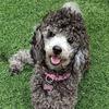 Donna Nardone - @donna.nardone - TikTok
