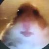 user8781274576326 - @donnorth23 - TikTok