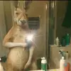 Japa - @don.pajarito - TikTok