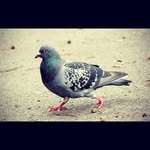 Don Palomo - @donpalomo687 - Instagram