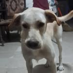 @donpalomo.pasteleria022 - Instagram