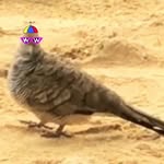 Donpalomo - @donpalomo2019 - Instagram
