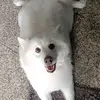 DonPáramo - @sukrit.hengmee - TikTok