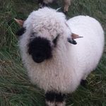 Don Paterson - @don.paterson.90 - Instagram