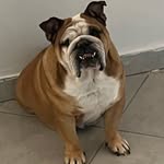 Donna Paulsen - @donna.paulsenbull - Instagram