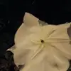 Donna Paxton - @donna.paxton8 - TikTok