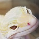 Don Pederson - @houseofgeckos - Instagram