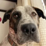 Pedro - @donpedroperro - Instagram