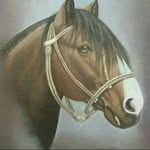 don caballo prieto - @caballos_lindo_campo - Instagram