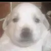 Prietos en aprietos - @donprieto13 - TikTok