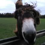 Radcliffe donkey sanctuary - @radcliffedonkeys - Instagram