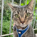 Felix Don Gato Randell - @felixfrombondi - Instagram