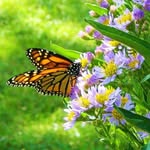 Don Reeves - @reevesgarden - Instagram