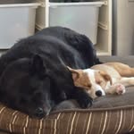 Don Reeves - @donreeves55 - Instagram
