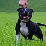 Don Regan - @don___kennel__don - Instagram
