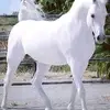 Don Rising Sun - @don.rising.sun - TikTok