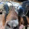 DON The GOAT - @dontherisingstar - TikTok
