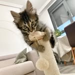 Don Sawyer - @soelcats - Instagram