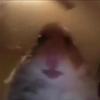 Donutz - @zexity_pandaa - TikTok
