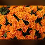 Don shipman - @marcin_patrzalek11 - Instagram