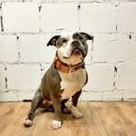 Don Silva - Boxgymnasium - @silva.superdog - Instagram
