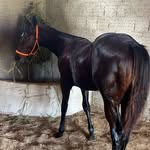 Donsteel🐴 - @don_steel_vd - Instagram