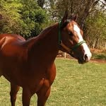 haras nossa senhora da gloria - @don_steel_toro - Instagram