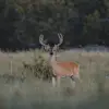 Don Strange Ranch - @donstrangeranch - TikTok