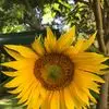 donnasturgill3 - @donna.sturgill - TikTok