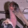 DonTurkeyReviews - @donturkeyreviews - TikTok