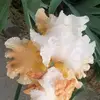 danna_j_werner - @donnawerner6 - TikTok