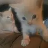 Don Whitlatch - @tiktok_cat_dogs_ - TikTok