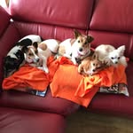 Donna Ingram 🐶🐶🐶🦊🐻 - @cornish_canine_crew - Instagram