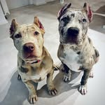@dona_king__bully_gang - Instagram