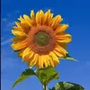Donna Lambert - @donna.lambert - TikTok