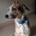 Maya Apocalíptica - @donamaya_srd - Instagram