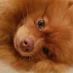 Dona Moonzinha - @donamoon_pom - Instagram